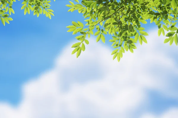 Gökyüzü ile yeşil yapraklar — Stok fotoğraf