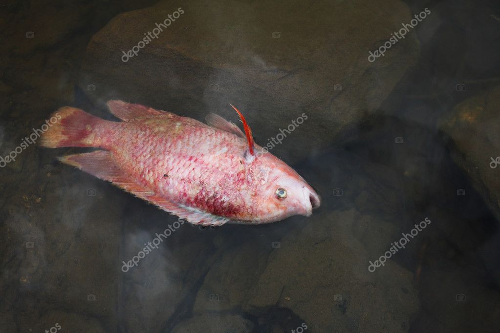 Dead fish — Stock Photo © beachboyx10 #12051660