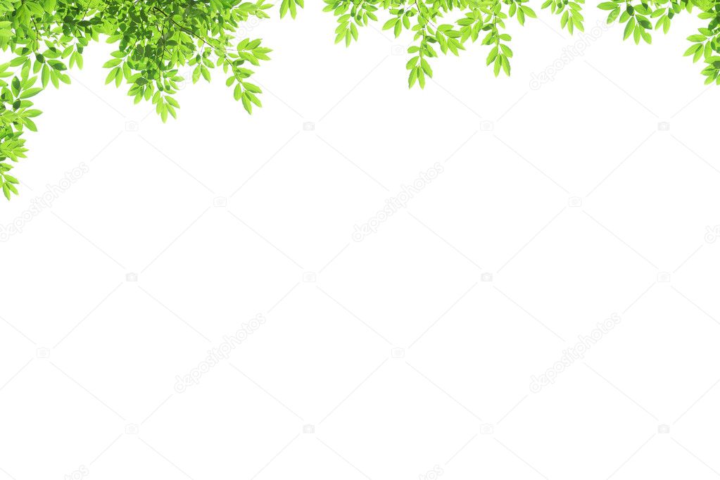 Leaf over white background Stock Photo by ©beachboyx10 12055509