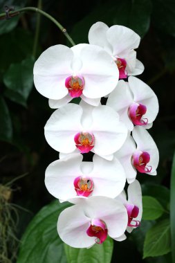 White orchid clipart