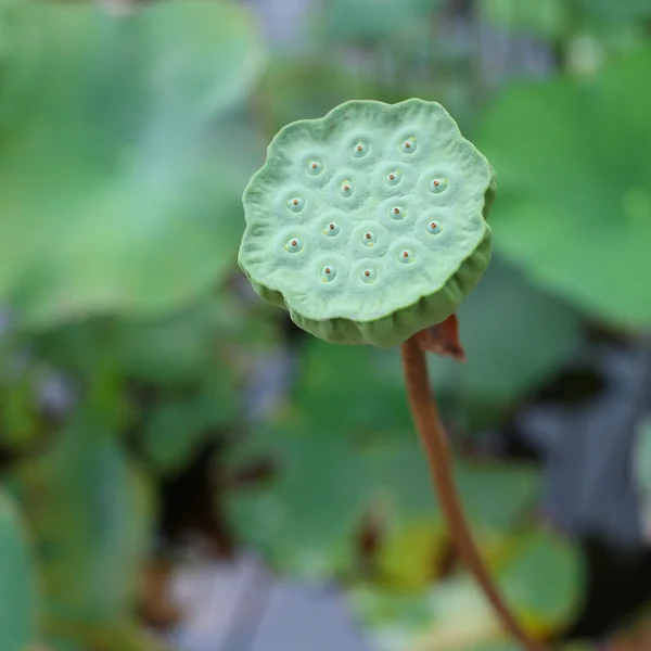 Lotus seed — Stock Photo, Image