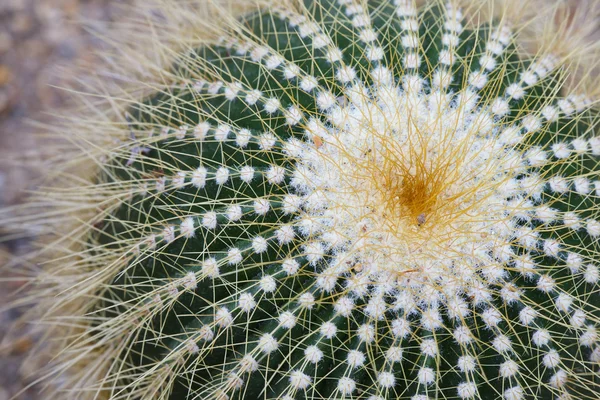 stock image Cactus close up.