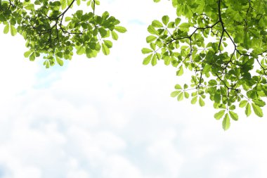 Green leaves on white cloud background. clipart