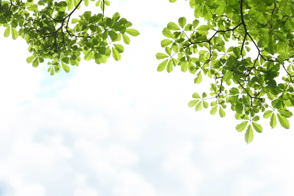 Grüne Blätter auf weißem Wolkenhintergrund. — Stockfoto