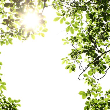 Leaf background with sun rays clipart