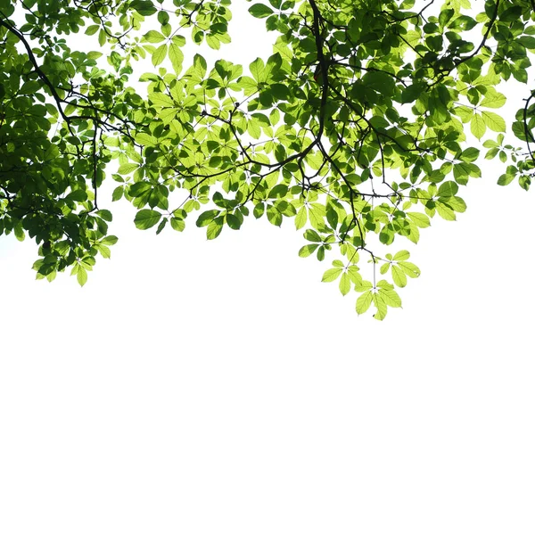 Фон листьев с солнечными лучами — стоковое фото