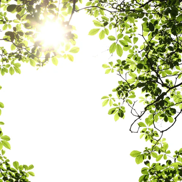 Güneş ışınları ile yaprak arka plan — Stok fotoğraf