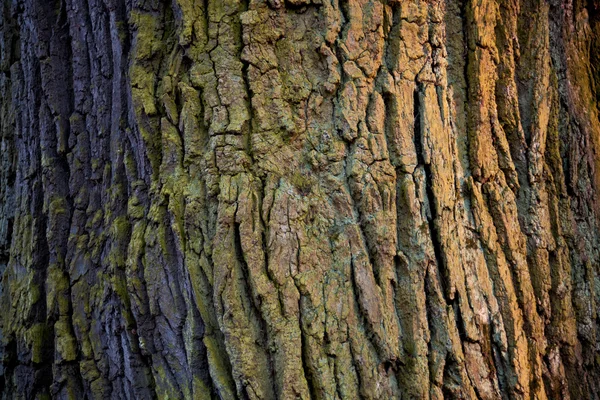 カラフルな樹皮. — ストック写真