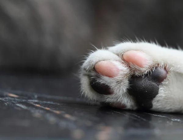 Stock image Cat Paw