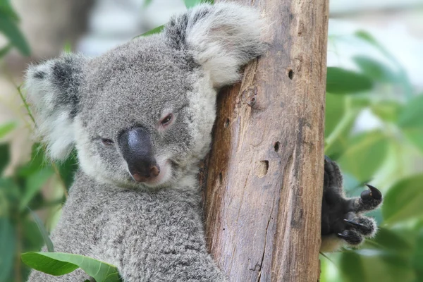 koala ayısı