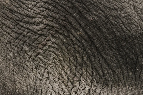 Elephant Skin — Stock Photo, Image