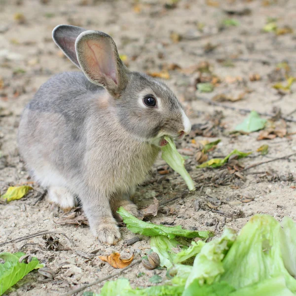 stock image Rabbit