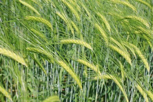 小麦のフィールド — ストック写真