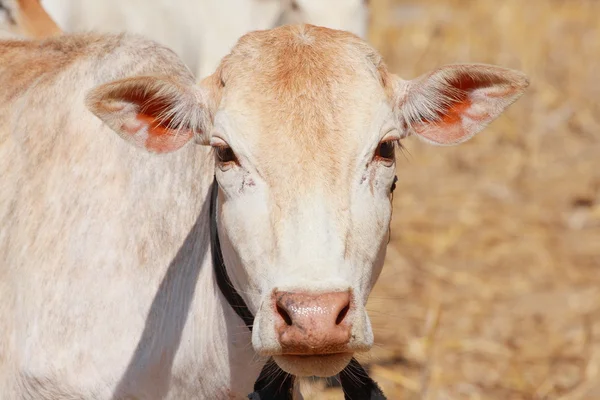 stock image Livestock