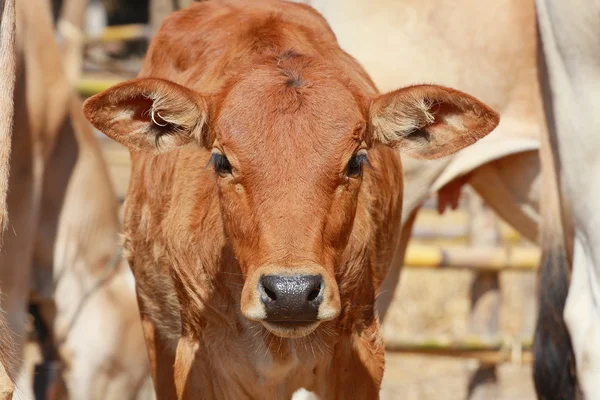 stock image Livestock