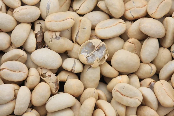 コーヒー豆の乾燥処理 — ストック写真