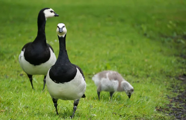 Mother Goose Internationella — Stockfoto