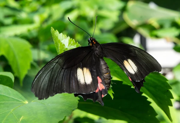 Butterfly Black — Stock Photo, Image