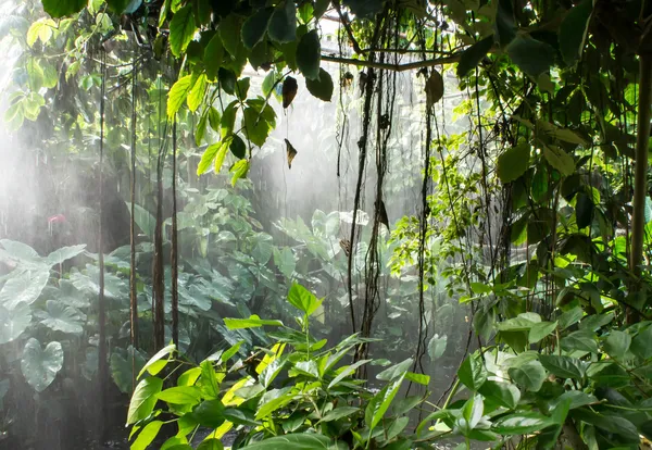Las deszczowy — Zdjęcie stockowe