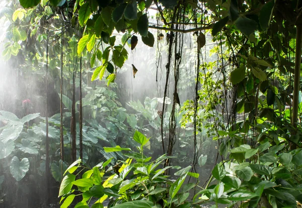 Regenwoud Stockafbeelding