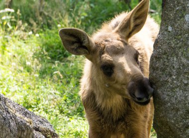 Moose Calf clipart