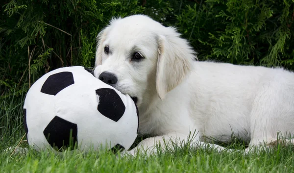 Filhote de cachorro Golden Retriever — Fotografia de Stock