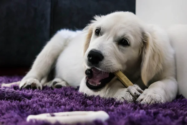 Golden retriever puppy Stockfoto