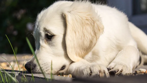 Golden Retriever Puppy — Stock Photo, Image