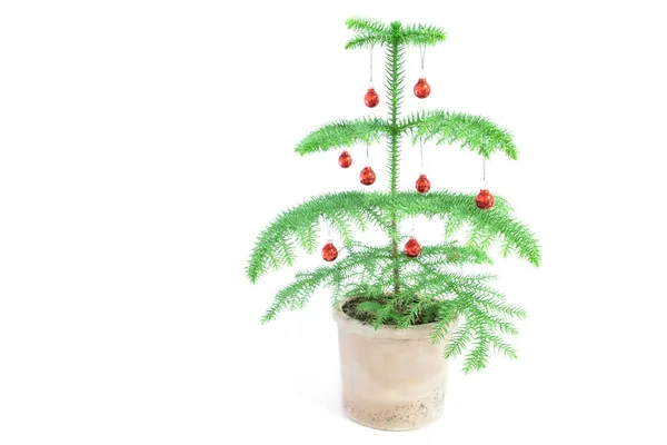 Mini karácsonyi fa Stock Fotó