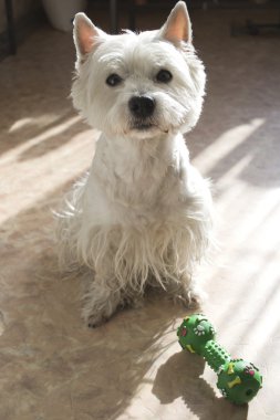 Batı higland beyaz terrier