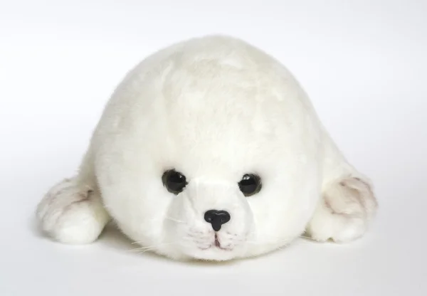 Young seal — Stock Photo, Image