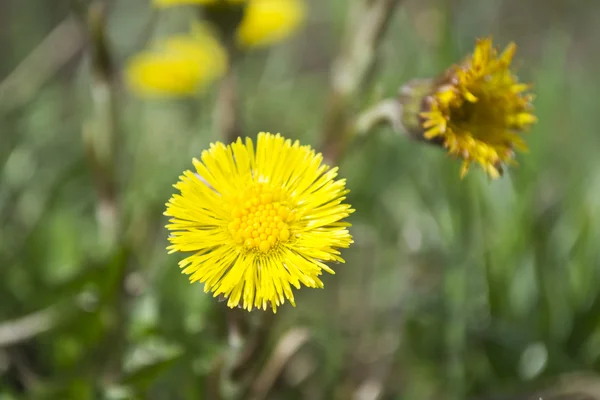 stock image Flower of foalfoot