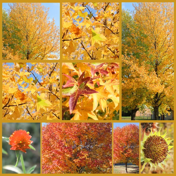 秋を葉します。 ロイヤリティフリーのストック写真