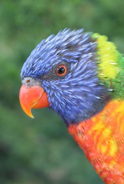 Colorful lorikeet clipart