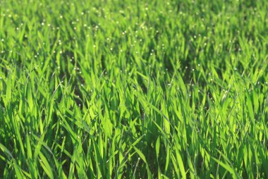 Field of grass clipart