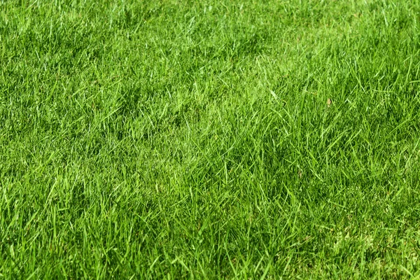 Fält av gräs — Stockfoto