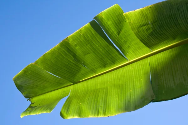 stock image Banana leaf on blue sky background