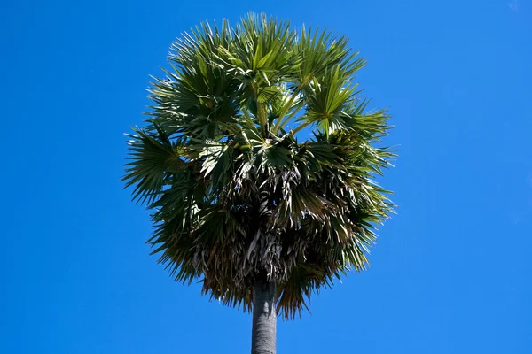 Palma cukrowa z niebieskim tle nieba — Zdjęcie stockowe