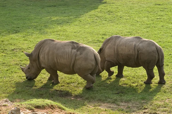 Носорог в зоопарке в Таиланде — стоковое фото