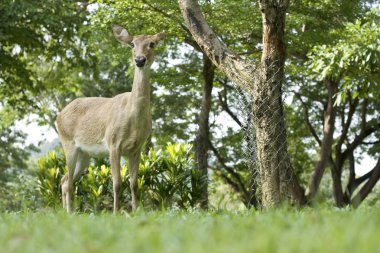 Whitetail buck geyik Hayvanat Bahçesi