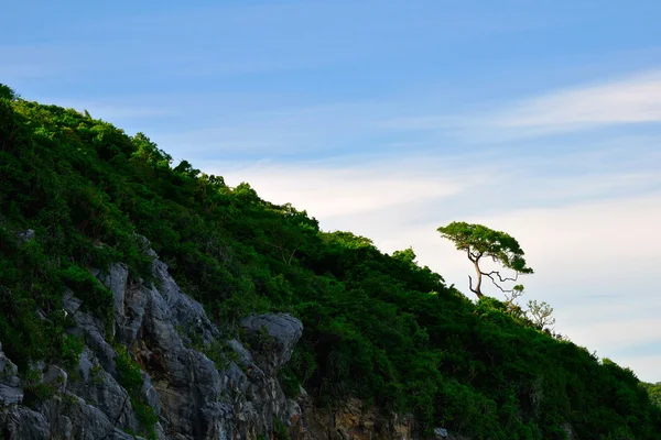 Zelený strom na poli na modré obloze — Stock fotografie