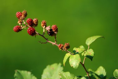 vahşi raspberrys