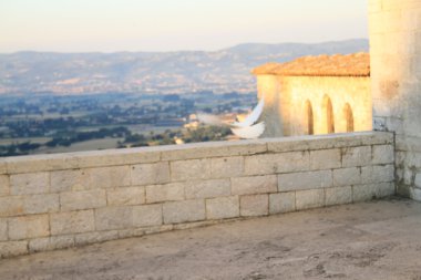 Dove flying next to St Francis basilica