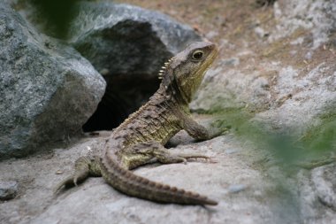 Tuatara clipart