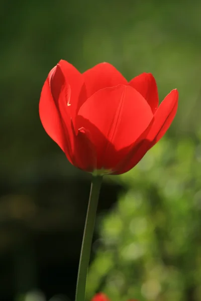 One Red poppy — Stock Photo, Image