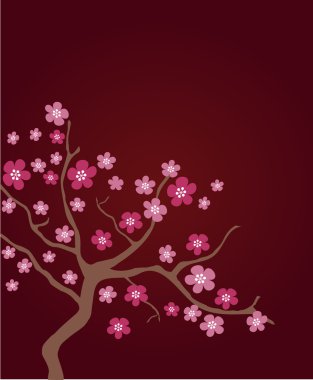 Cherry blossom in spring time clipart