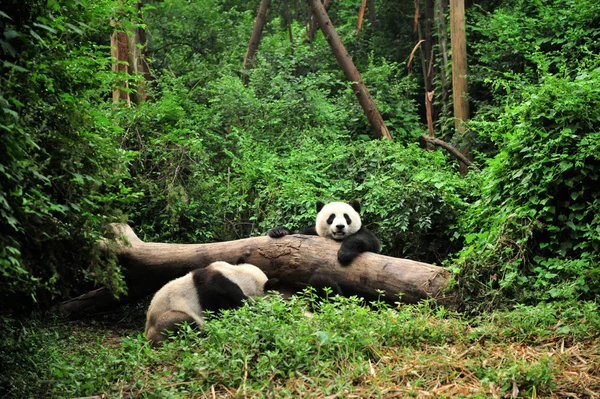 Panda em tempo de jogo — Fotografia de Stock