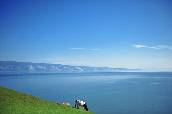 Stock image View of a cow near the Baikal Lake on Olkhon island, Russia.