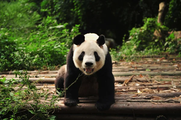 Панда посміхається — стокове фото