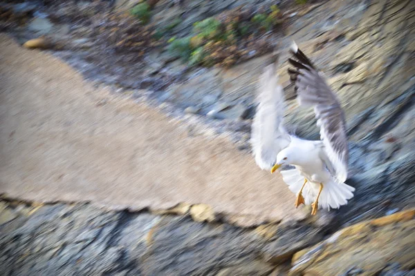 stock image Soaring bird